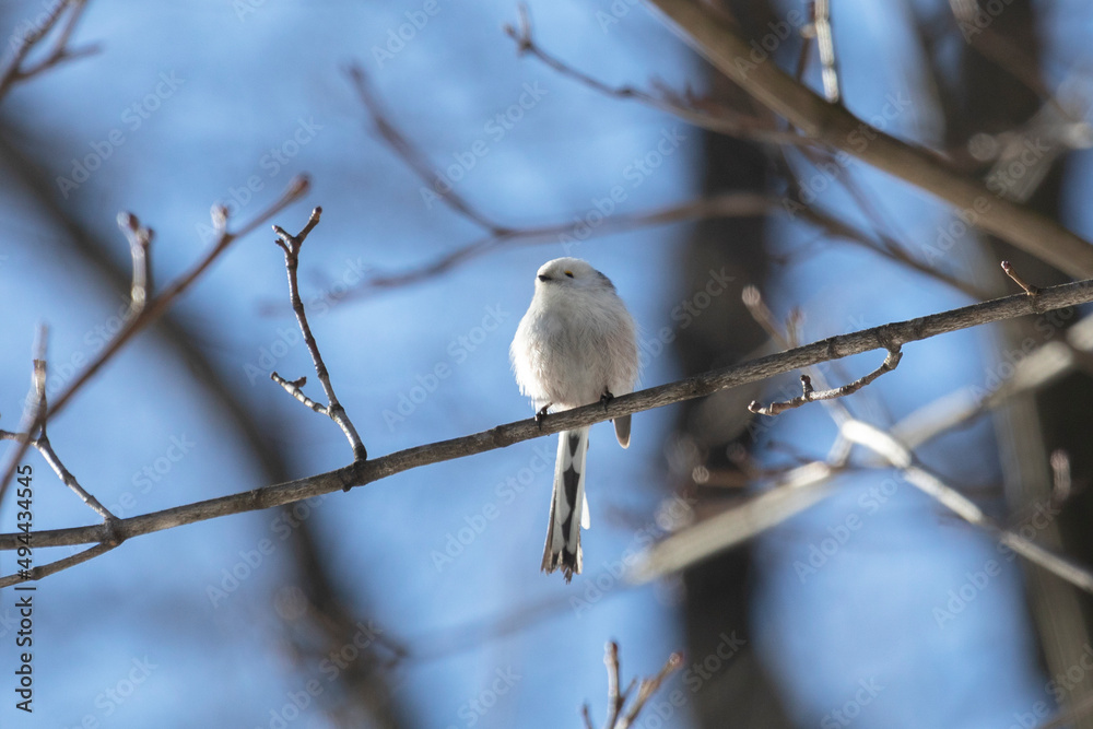 Long-tailed tit sits on a tree branch in spring Long-tailed tit sits on a tree branch in spring