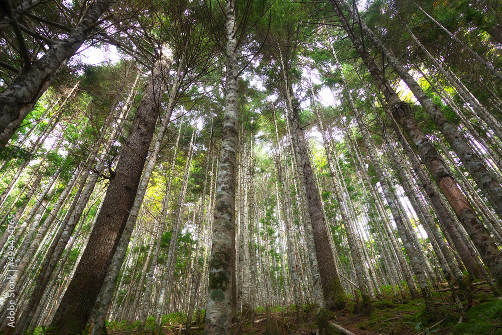Obraz premium Old fir forest. Bottom view