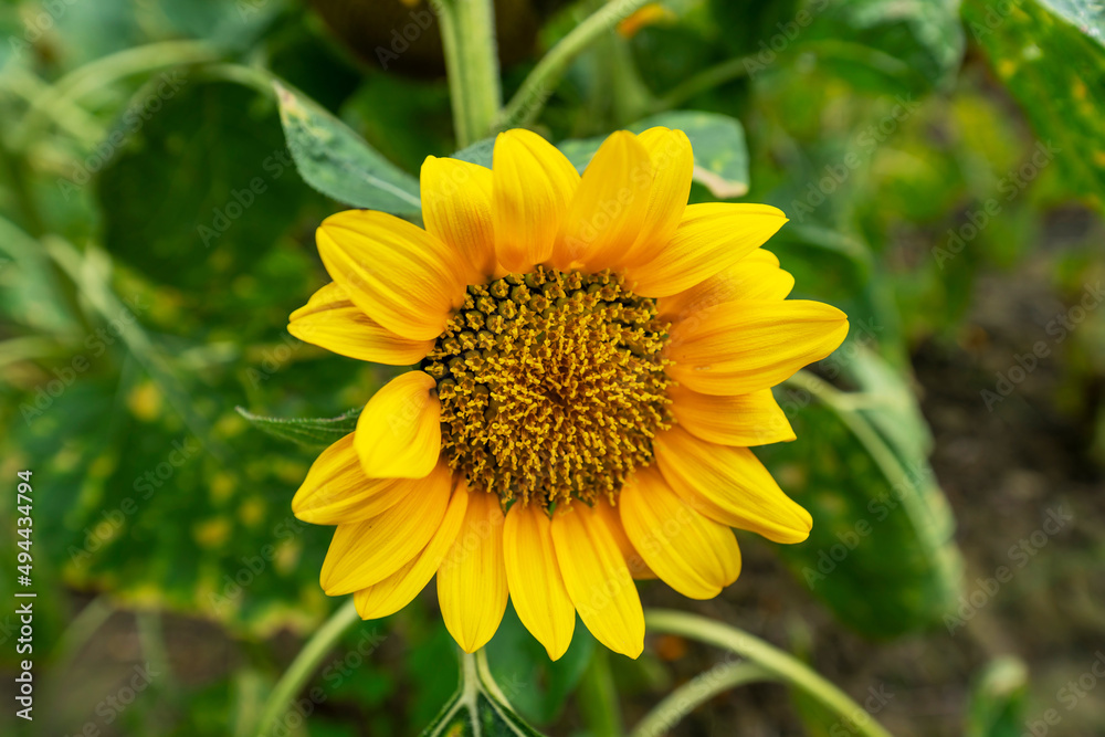 Yellow sunflower in the sunset light. Close-up. Sunflower, close-up. Yellow big flower. Yellow sunflower in the sunset light. Close-up. Sunflower, close-up. Yellow big flower.