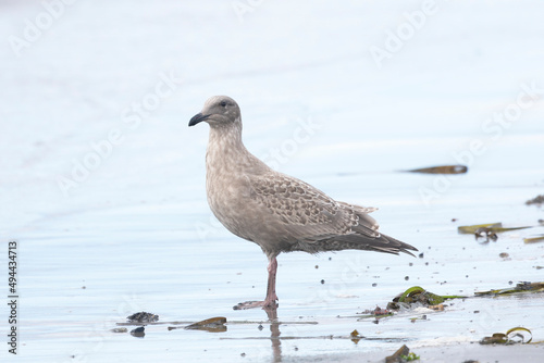 A young seagull walks along the ocean