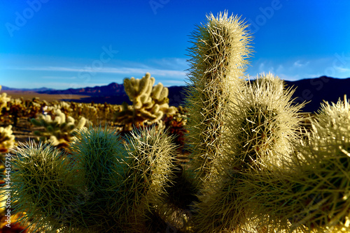Beautiful shot of a cholla plant under the clear skies photo