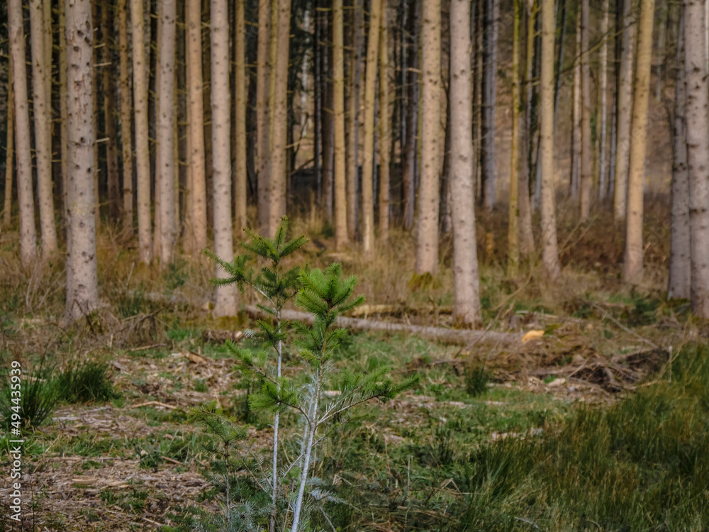 Wiederaufforstung im Mischwald durch anpflanzen von Jungbäumen Wiederaufforstung im Mischwald durch anpflanzen von Jungbäumen