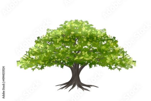 watercolor tree side view isolated on white background  for landscape and architecture layout drawing  elements for environment and garden