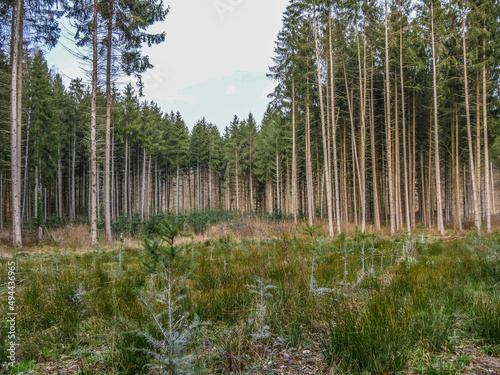 Wiederaufforstung im Mischwald durch anpflanzen von Jungb  umen