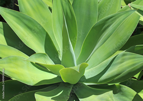 Close up of a Agave attenuata plant growing in a garden