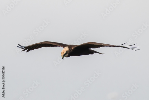 Western marsh harrier  Circus aeruginosus  glides in the sky in search of prey  hunting rodents and fish  large bird of prey  wide wings  long feathers  sharp beak