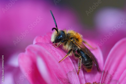 Closeup on a hairy male Orange tailed mining bee, Andrena haemor photo