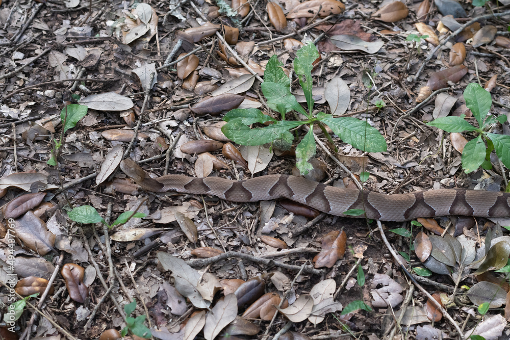 A copperhead snake blending with the leaf litter so that it hides in