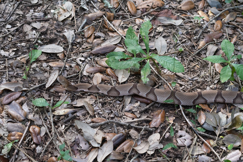 A copperhead snake blending with the leaf litter so that it hides in plain sight. photo