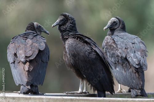 A trio of American black vultures sitting on a railing. photo