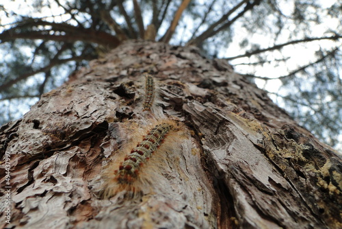 brown caterpillars climbing on tree photo