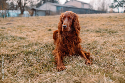 Irish red setter dog resting on green grass background, outdoors