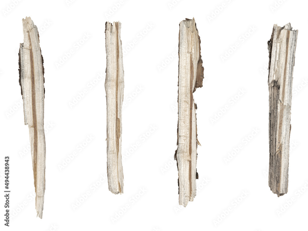 Fototapeta premium Dry tree twigs branches isolated on white background. set pieces of broken wood plank. collage small wood chips close-up