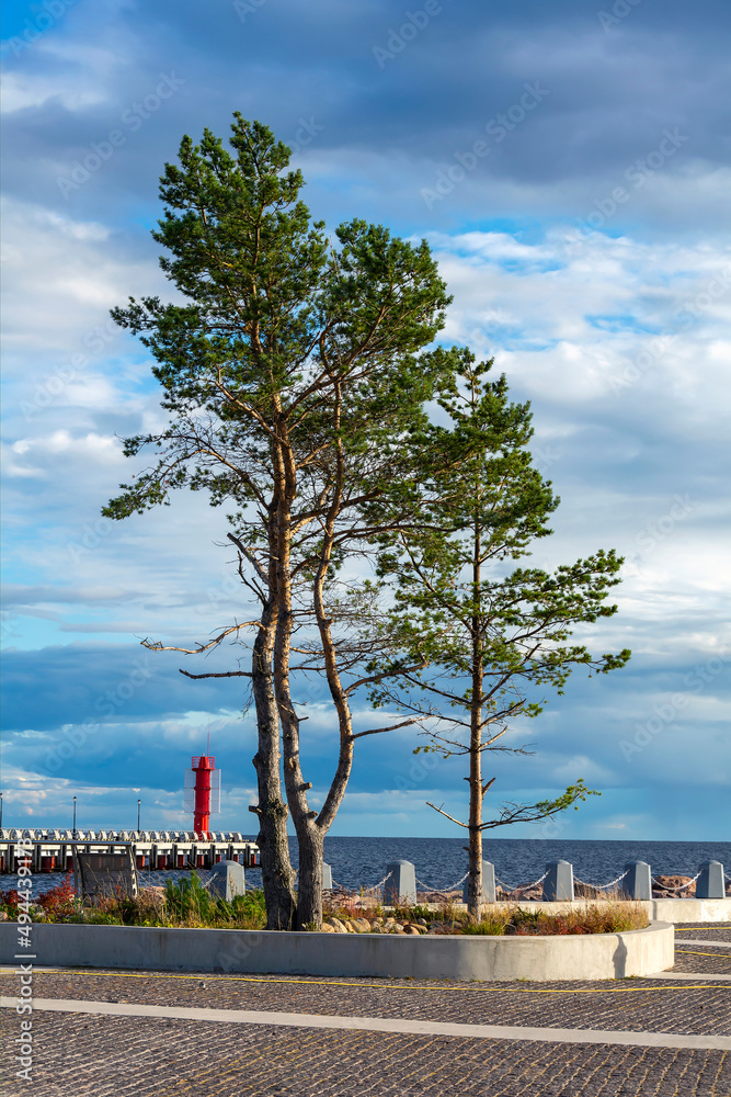 Konevets Island, decorative pine trees in the harbor of the Konevsky Nativity of the Theotokos Monastery