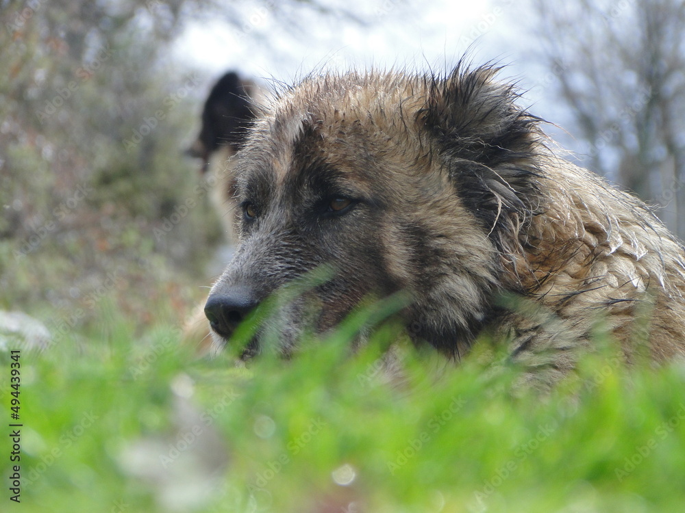 Fototapeta premium a macro creamy shepherd dog