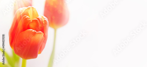 Tulip flowers for holiday on gray background with space for text. Holiday card . Congratulation. Spring flowers