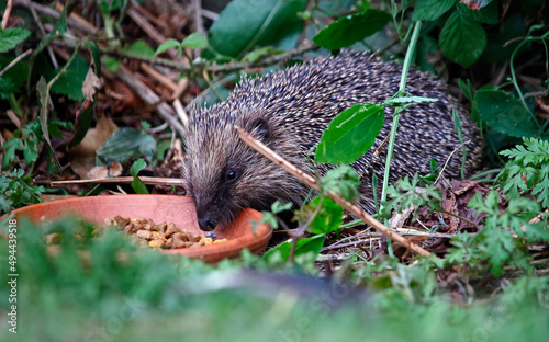 Urban hedgehog feeding in the garden