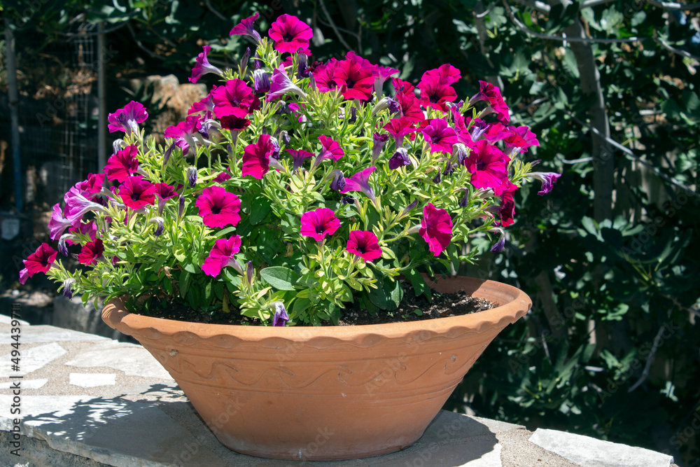 petunia flower (Petunia hybrida) in a large clay pot.  sunny day