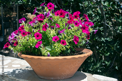 petunia flower  Petunia hybrida  in a large clay pot.  sunny day