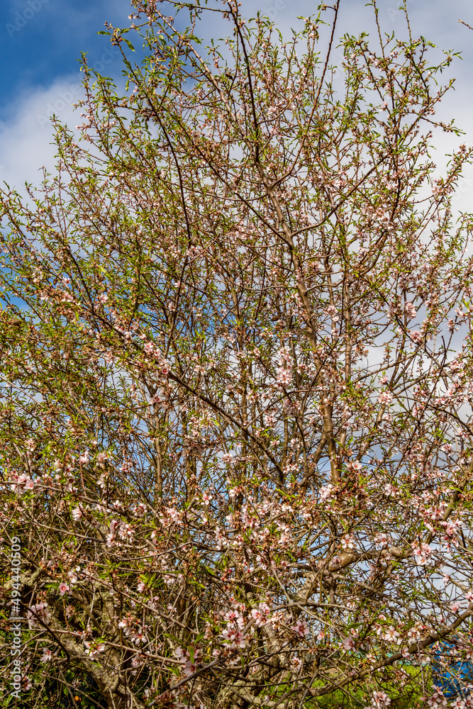 Fototapeta premium Almendro con ramas florecientes