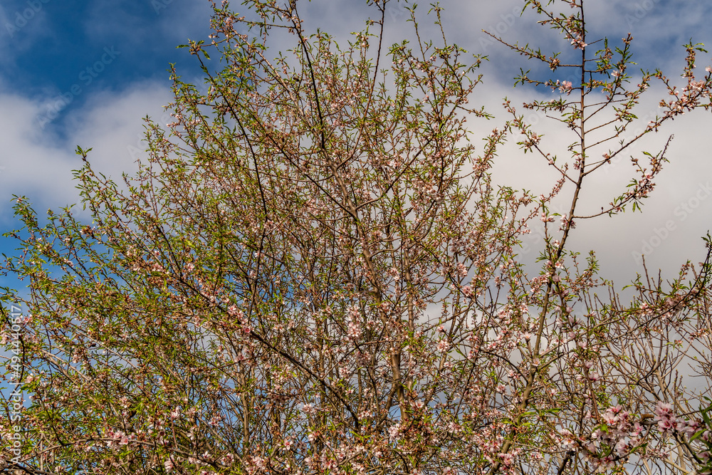 Fototapeta premium Almendro con ramas florecientes