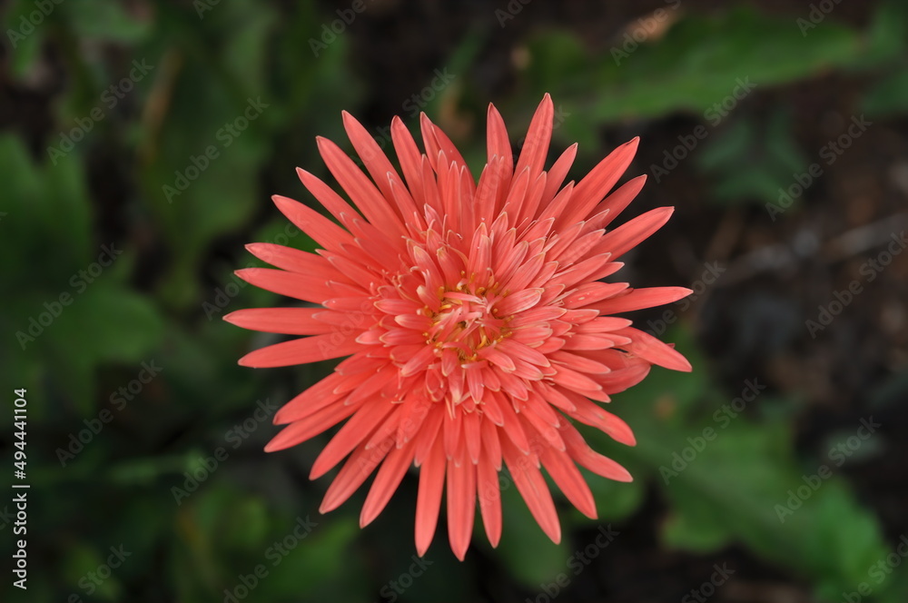 Barberton daisy orange flower closeup Barberton daisy orange flower closeup