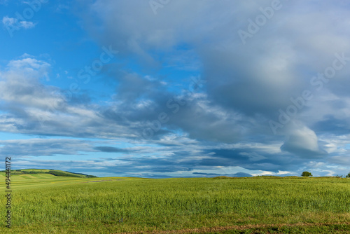 Green fields with wheat on blue sky background