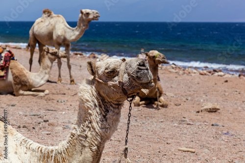 Caravan camels resting near the sea
