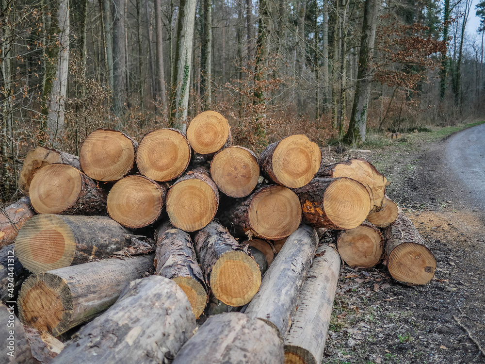 Abfuhrbereite Baumstämme lagern am Wegesrand Abfuhrbereite Baumstämme lagern am Wegesrand