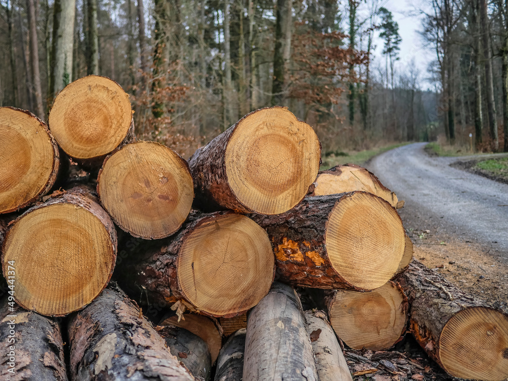 Abfuhrbereite Baumstämme lagern am Wegesrand