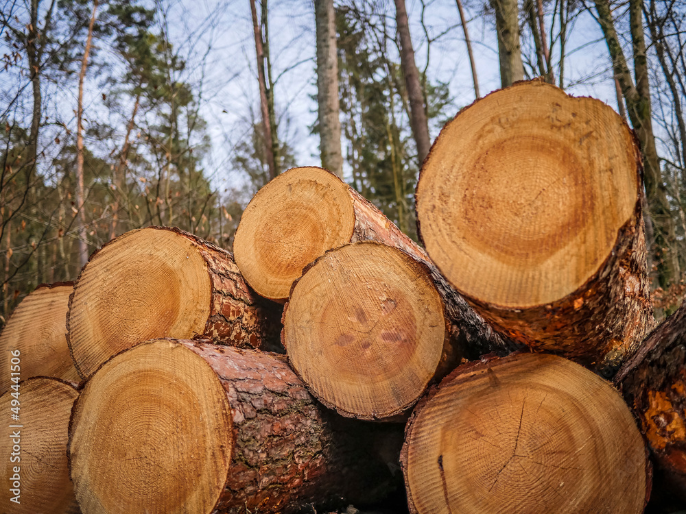 Abfuhrbereite Baumstämme lagern am Wegesrand Abfuhrbereite Baumstämme lagern am Wegesrand