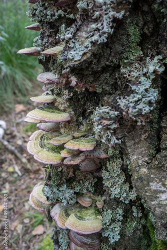 Polypore mushrooms on a dead tree trunk.