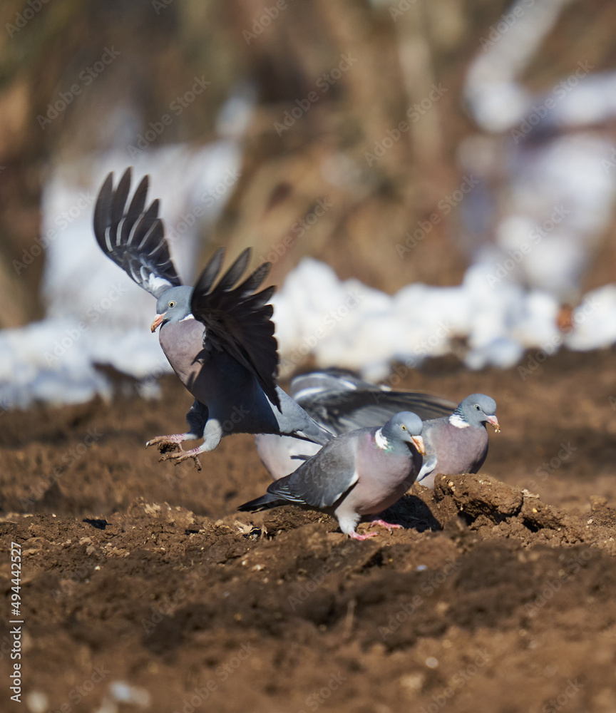 Fototapeta premium Wild pigeons foraging