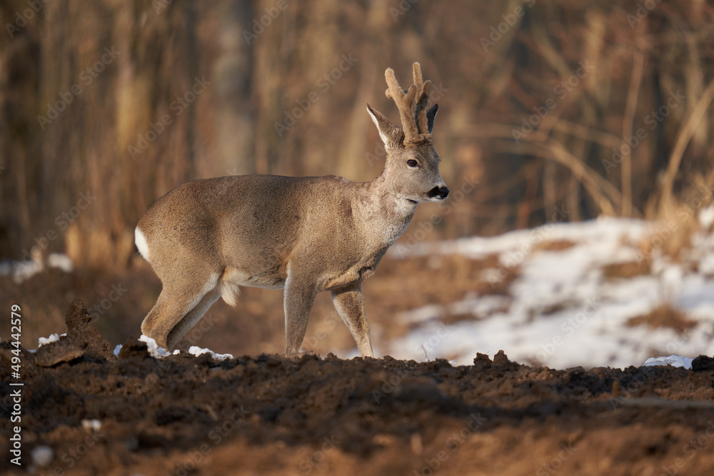 Naklejka premium Roebuck in the early spring