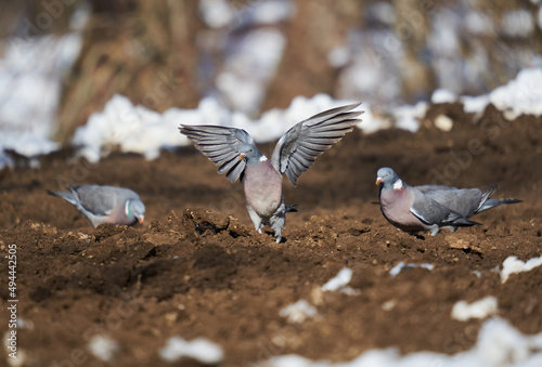 Wild pigeons foraging