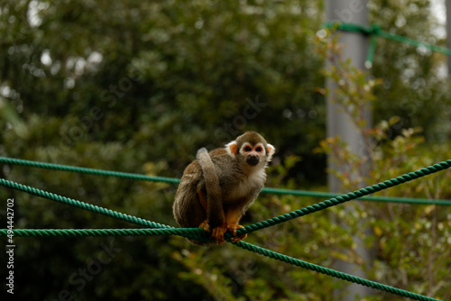 The moment the squirrel monkey flies