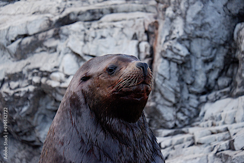 The dignified look of the Steller sea lion