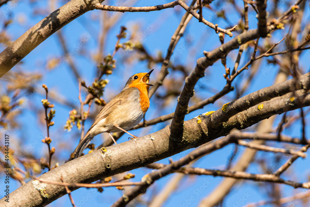 Fototapeta premium European Robin perched on a tree branch, singing