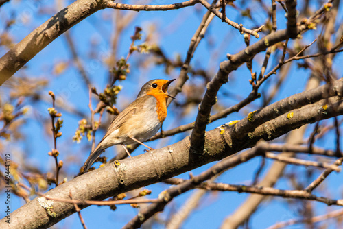 European Robin perched on a tree branch, singing