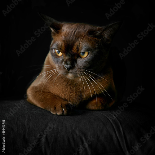 Photography Havana brown isolated on a black background