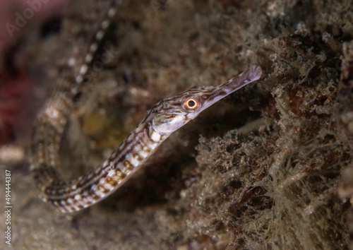 Longsnout pipefish (Syngnathus temminckii) underwater with light and dark brown bars