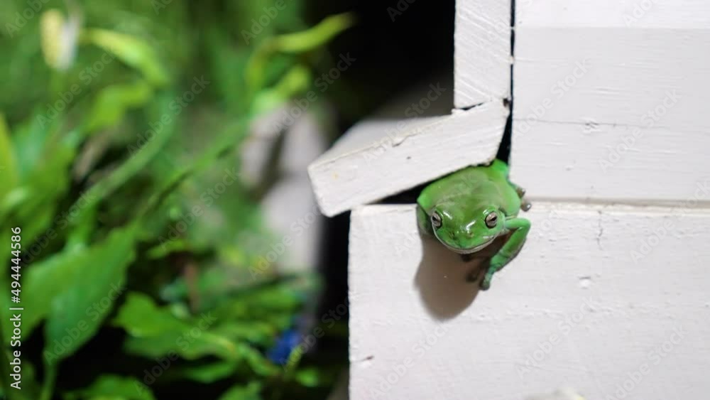 Australian Green Tree Frog poking out a crack in the outside wall of a house. Australian Green Tree Frog poking out a crack in the outside wall of a house.