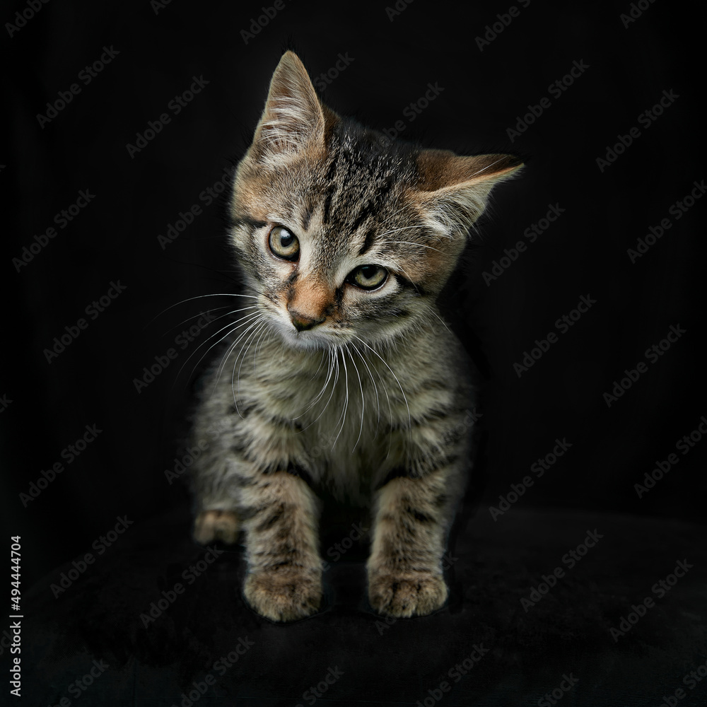 Handsome grey cat kitten, standing facing front. Looking straight at camera. Isolated on black background.