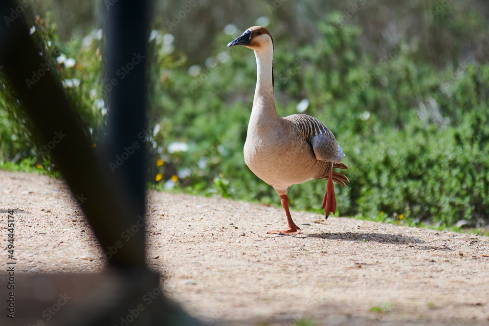 Duck with open wings on a pond. Duck flying over a pond. Duck with open wings. Wild duck. Wild Fauna Duck with open wings on a pond. Duck flying over a pond. Duck with open wings. Wild duck. Wild Fauna