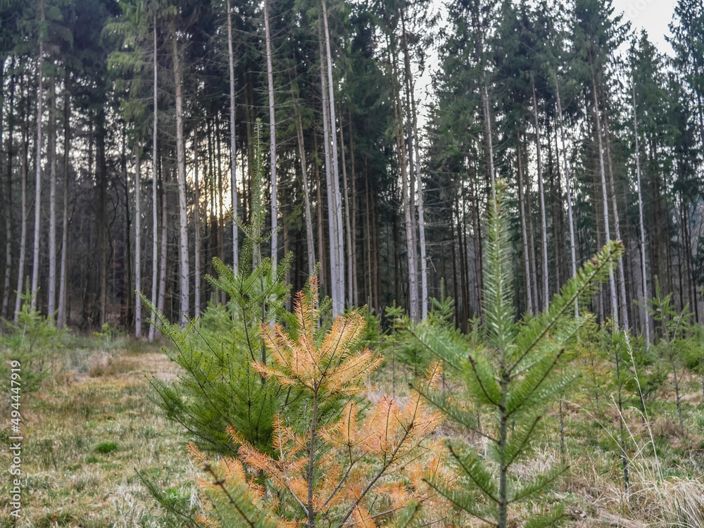Obraz premium Wiederaufforstung im Mischwald durch anpflanzen von Jungbäumen