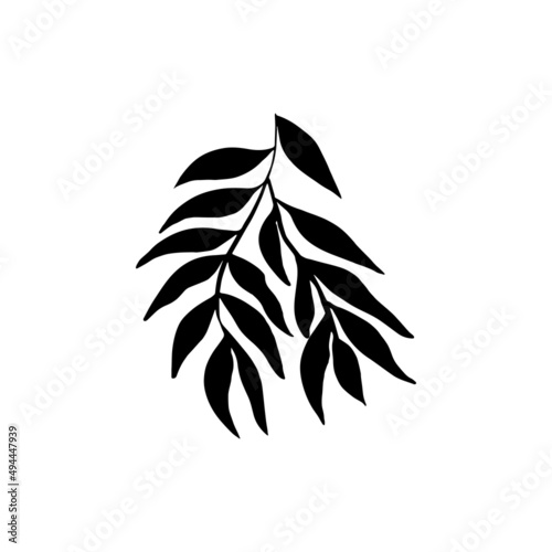 Hand drawn willow leaf, branch.
Vector illustration for  card, home decor. 
Hand drawn plant for decoration.