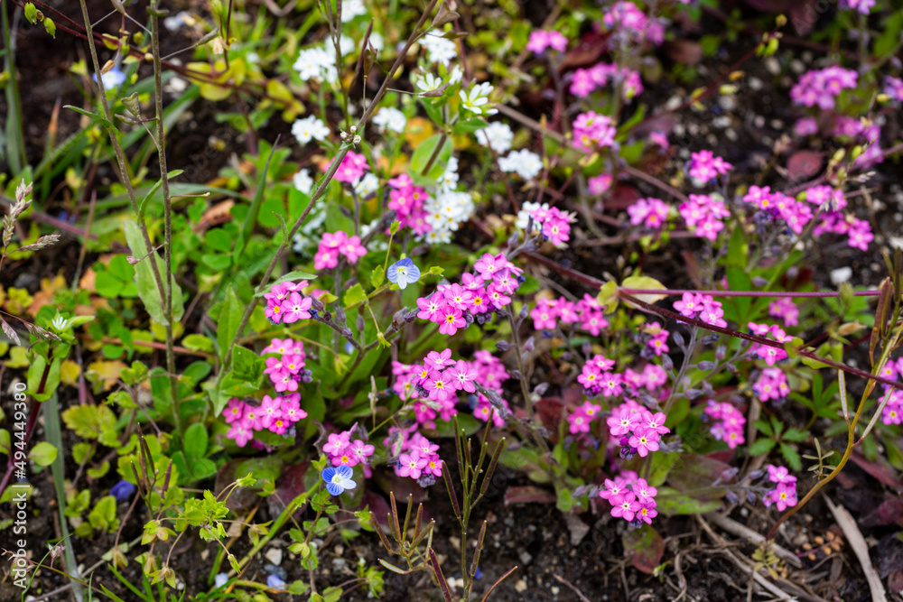 flowers Phlox subulata in the garden. Emerald Cushion Blue. Lavender purple color. Carpet of colour during spring. Gardening background. Evergreen foliage. Floral cultivars. flowers Phlox subulata in the garden. Emerald Cushion Blue. Lavender purple color. Carpet of colour during spring. Gardening background. Evergreen foliage. Floral cultivars.