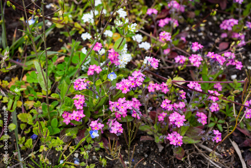 flowers Phlox subulata in the garden. Emerald Cushion Blue. Lavender purple color. Carpet of colour during spring. Gardening background. Evergreen foliage. Floral cultivars.