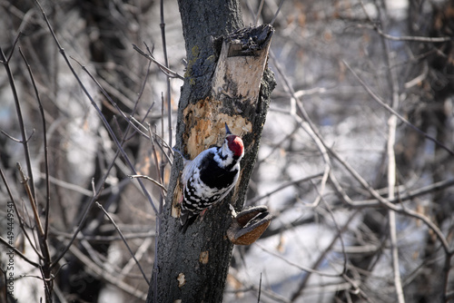 A woodpecker with a red riding hood sitting on a tree - close-up. View from the back of the bird. Birds with colored plumage close-up.
