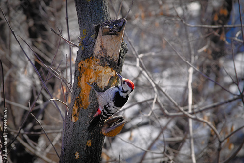 A woodpecker on a tree trunk clears the bark in search of food.